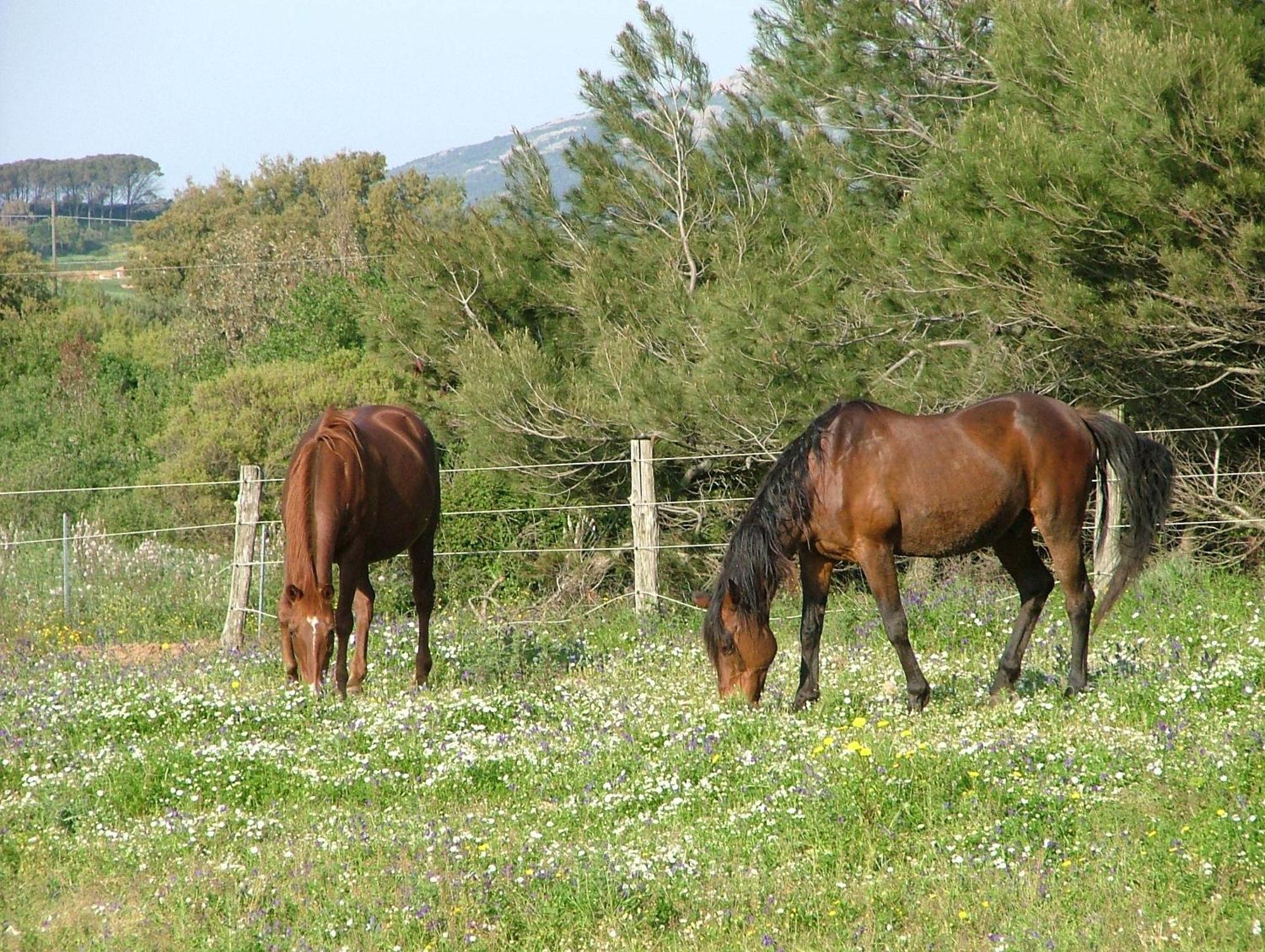 Agriturismo Sa Perda Marcada Arbus Eksteriør billede